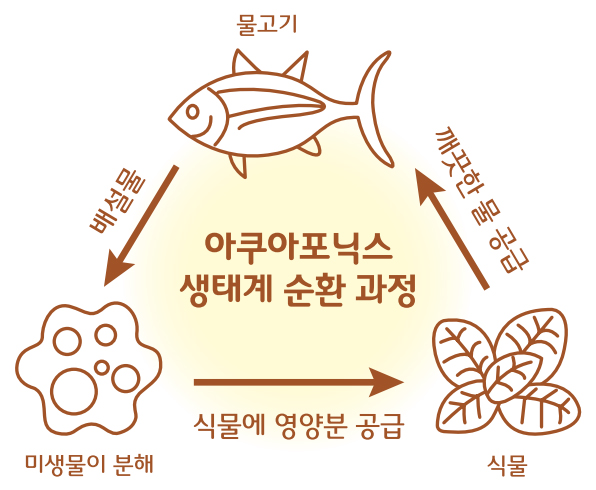 아쿠아포닉스 생태계 순환 과정 (물고기) 배설물 → (미생물이 분해) 식물에 영양분 공급 → (식물) 깨끗한 물 공급